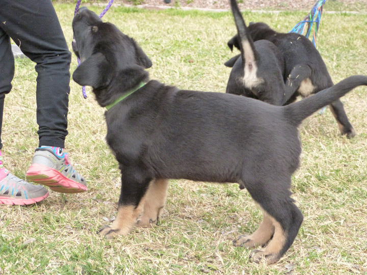 chinook dog